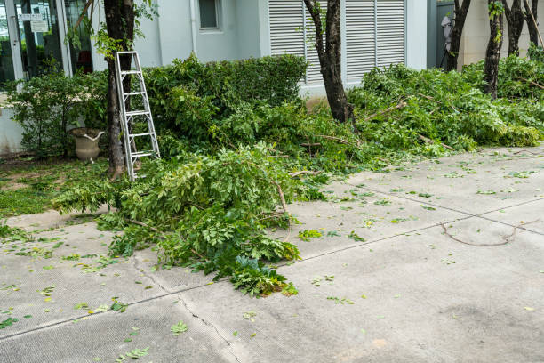 How Our Tree Care Process Works  in  Lexington, MS